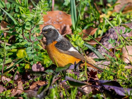 照片, 黄尾鸲, 乔比奥, 雄性daurian redstart, 