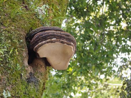 サルノコシカケ（斜め下から） 緑色,ココア色,茶色の写真素材