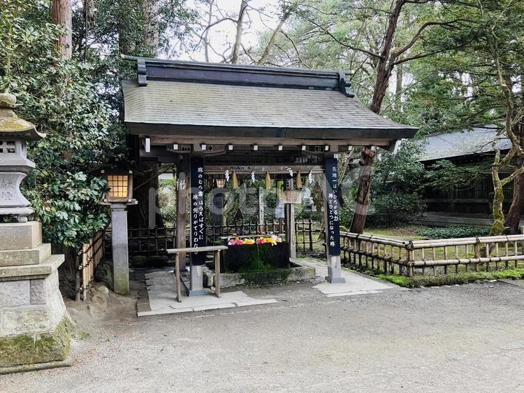 伊佐須美神社　手水舎　花手水 伊佐須美神社,福島県大沼郡,神社の写真素材