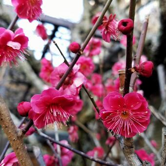梅の花 梅の花の写真