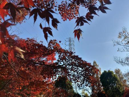 鉄塔 秋,秋空,青空の写真素材
