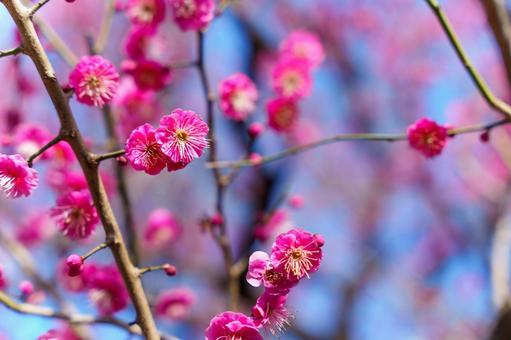 Photo, plum blossom, plum, plum tree, 