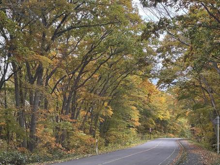 秋の訪れ28の写真