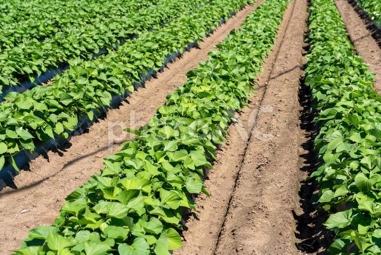 サツマイモ畑 さつまいも,サツマイモ,さつま芋の写真素材