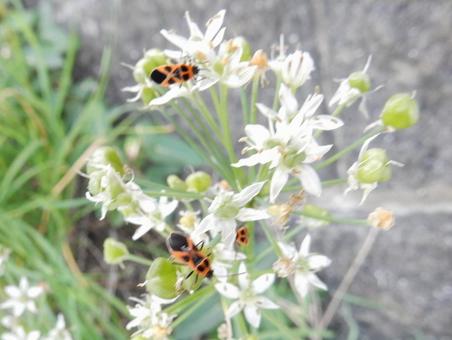 【花の写真】ニラの花 【花の写真】ニラの花の写真