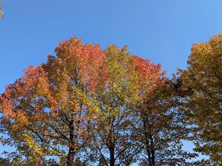 立冬の日の横浜市北部の公園樹木の紅葉 横浜市青葉区,あざみ野一丁目第三公園,都市公園の写真素材