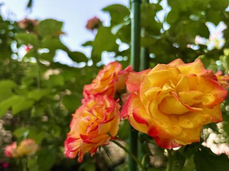 薔薇2025 薔薇2025の写真