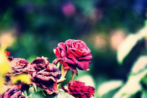 薔薇 薔薇の写真