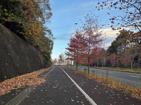 秋の街路と紅葉の並木道 秋,紅葉,落ち葉の写真素材