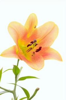 リリーパーク リリーパークの写真