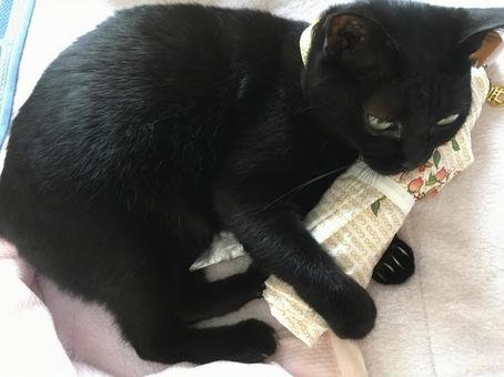 傘と闘う黒猫 傘と闘う黒猫 黒猫,猫,動物の写真素材