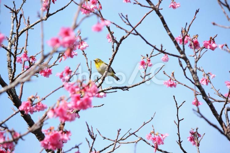 カンヒザクラ 寒緋桜 メジロ 桜,メジロ,カンヒザクラの写真素材