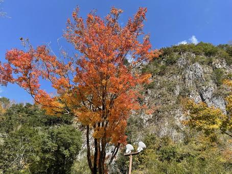 熊本県紅葉白滝公園のもみじと山 自然,風景,山の写真素材