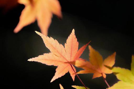 黒い背景薄紅色に色づくもみじの葉 黒い背景薄紅色に色づくもみじの葉 もみじ,紅葉,カエデの写真素材