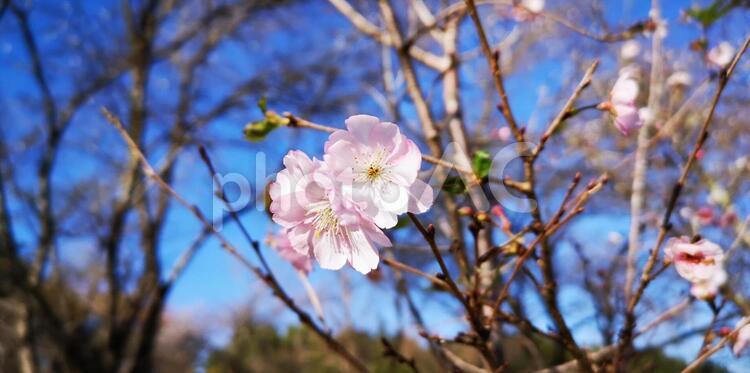 十月桜 十月桜 花,自然,木の写真素材