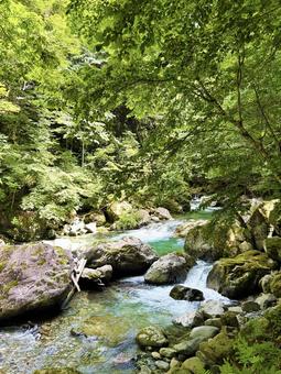 緑に囲まれた渓流 緑に囲まれた渓流 渓流,苔,清流の写真素材