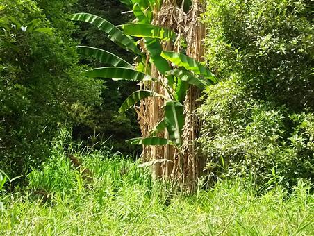 芭蕉の森 芭蕉,バナナ,バナナ群生の写真素材