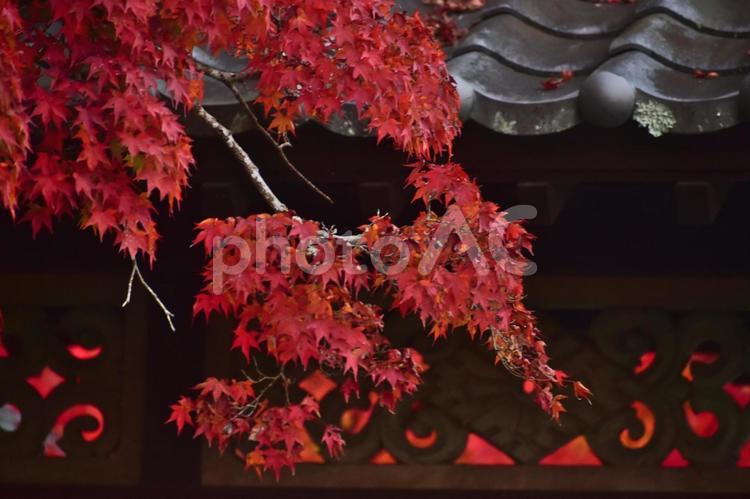 山口　吉香公園　秋　紅葉　モミジ 山口,山口県,中国地方の写真素材
