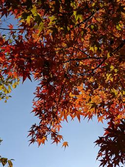 紅葉 紅葉 紅葉,もみじ,モミジの写真素材