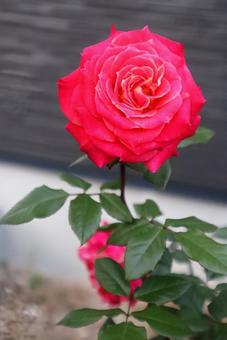 3大女性像の1つ バラ,花,flowerの写真素材