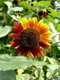 花壇に咲く花びらが多色のヒマワリ ヒマワリ,花,植物の写真素材