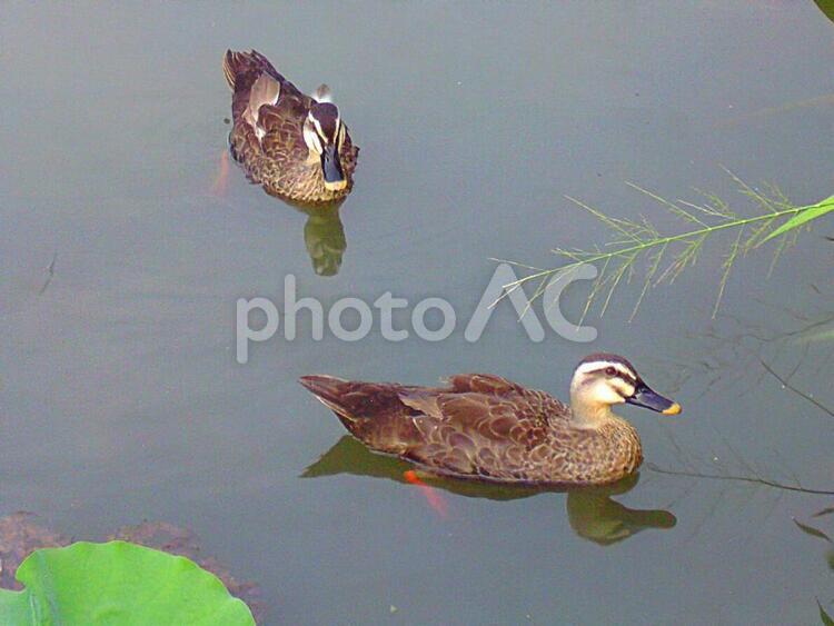 蓮池の鴨 鴨,カモ,アヒルの写真素材