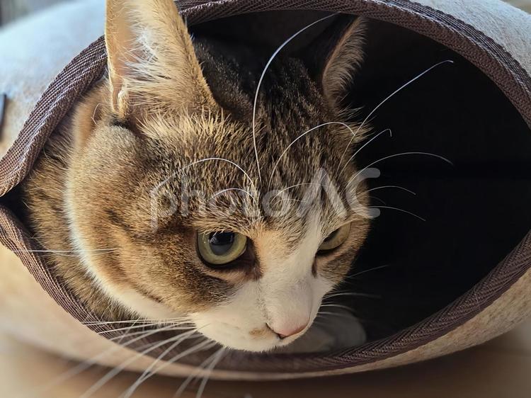 ドーナツ型のハウスで遊ぶ猫 猫,ネコ,ペットの写真素材