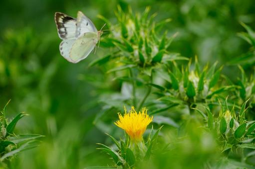 Monad butterfly (24), JPG
