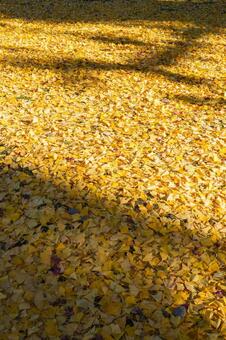 銀杏の落ち葉（12月上旬撮影奈良市） イチョウ,銀杏,落ち葉の写真素材