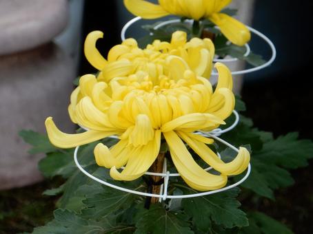【風景写真】福山菊花展覧会の風景 キク,菊,菊花展の写真素材