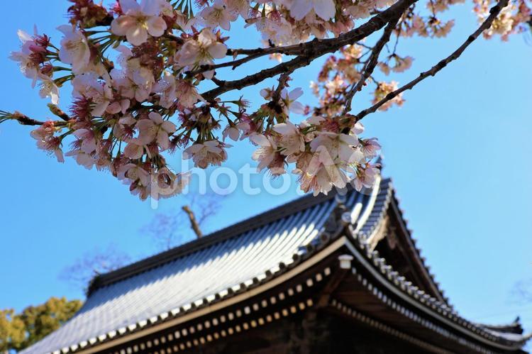 ３月中旬の興田寺のミョウショウジザクラ 背景,ミョウショウジザクラ,明正寺桜の写真素材