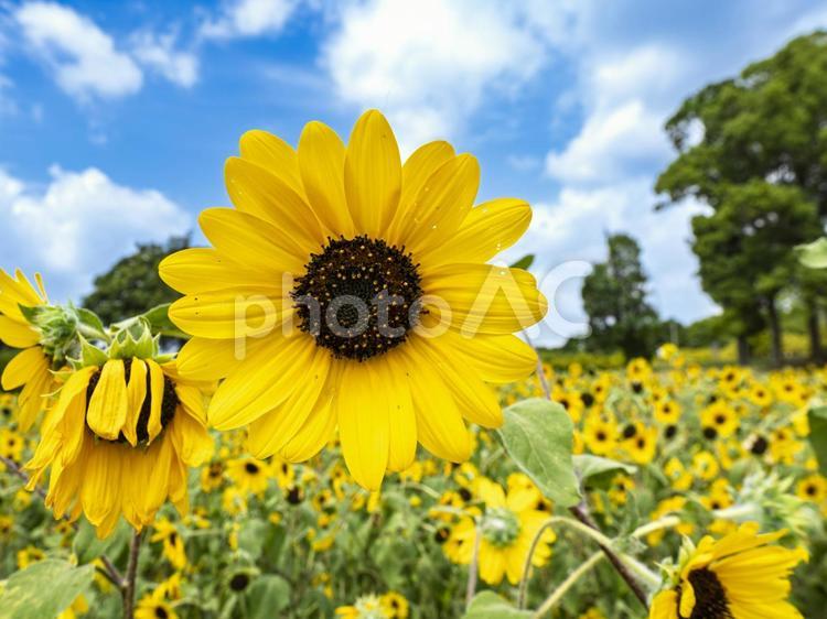 ひまわりと夏空 ひまわり,黄色,花畑の写真素材