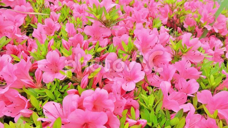 美しいサツキの花畑 春,環境,皐月の写真素材