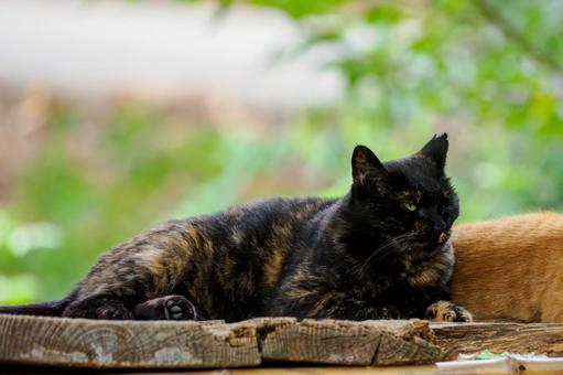 猫(214) 猫(214)の写真
