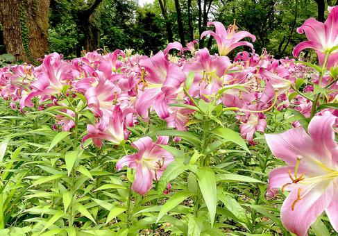 ユリ ユリの写真