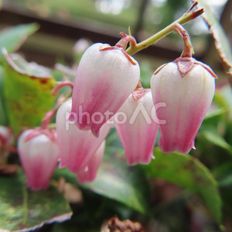 アセビ（馬酔木） アセビ,馬酔木,花の写真素材