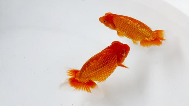 【魚の写真】らんちう(金魚) 【魚の写真】らんちう(金魚) ペット,水槽,魚の写真素材
