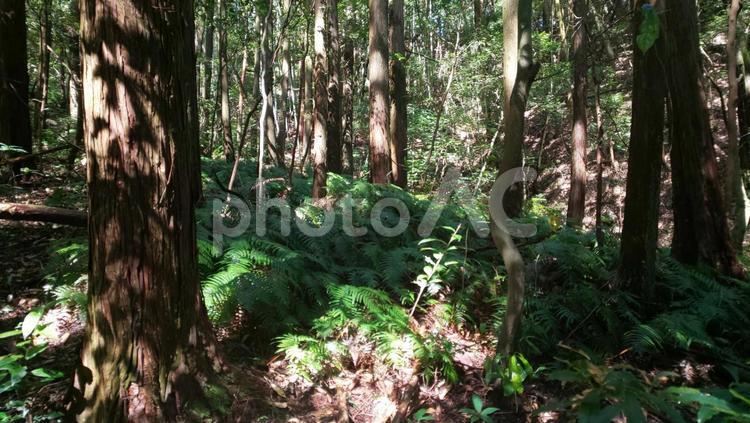 木漏れ日・井野山 木陰,木漏れ日,森林の写真素材