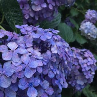 あじさい3 あじさい3の写真