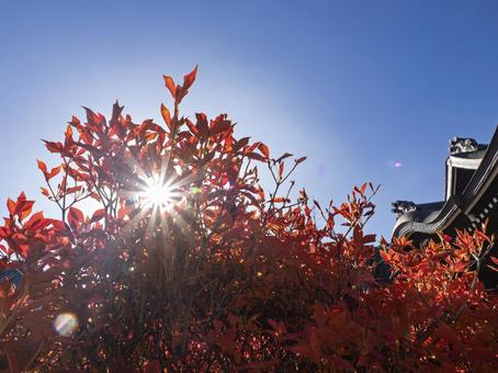 秋空に輝く赤葉と寺院の屋根の風景 紅葉,秋,赤葉の写真素材