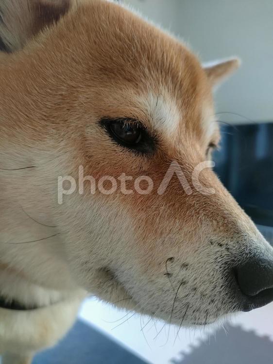 柴犬の横顔アップ！ 犬,シバ,shibainuの写真素材
