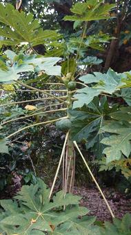 パパイヤの木 パパイヤの木の写真