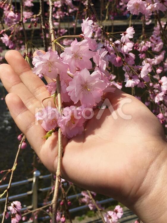 しだれ桜 花,木,植物の写真素材