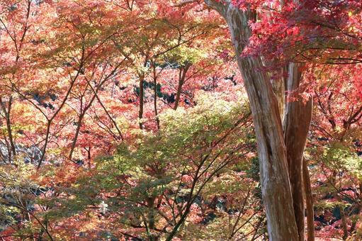autumn leaves, JPG