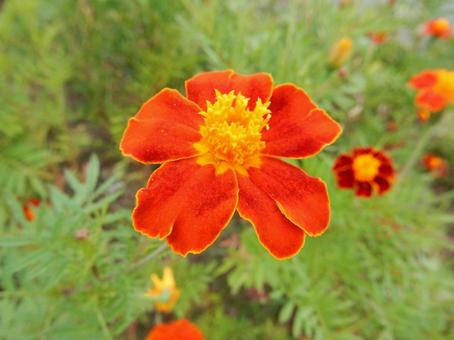 【花の写真】マリーゴールドの写真