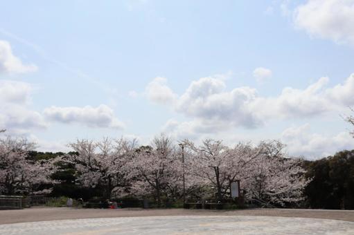 高塔山公園 桜 高塔山公園 桜の写真