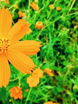 Close-up of yellow cosmos, JPG Close-up of yellow cosmos, JPG