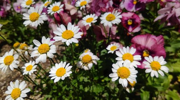 花 花の写真