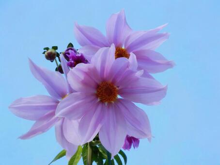 【花の写真】皇帝ダリア 皇帝ダリア,コウテイダリア,植物の写真素材