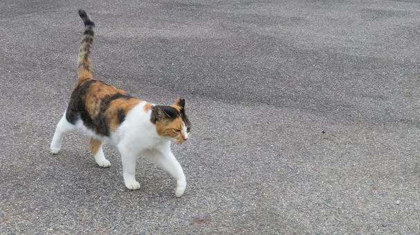 パトロールが日課のもふもふで可愛い三毛猫 パトロールが日課のもふもふで可愛い三毛猫の写真